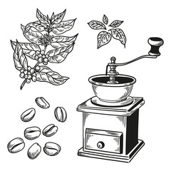 Set of vintage coffee illustrations hand-drawn in ink. Original drawings of a coffee mill, coffee plant, and coffee beans.