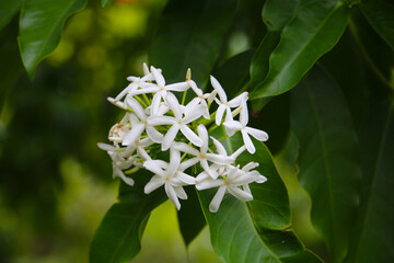 White flower of kopsia arborea blume
