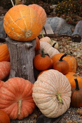 pumpkins on the ground 