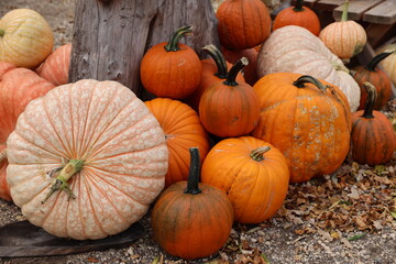 pile of pumpkins on a farm