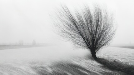 Fototapeta premium Misty landscape with a solitary windswept tree. A serene, monochrome scene of a windswept tree in a foggy field. Blurred water reflects the tranquil atmosphere