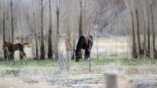 Foal and Mare Grazing Behind Trees in the Countryside Near Chos Malal, Neuquen, Argentina