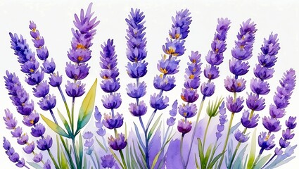 Fototapeta premium Delicate lavender flower watercolor on white background