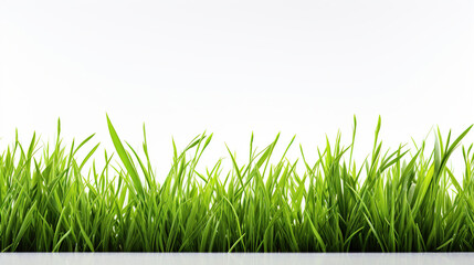 Fototapeta premium Simple green grass border with fresh texture