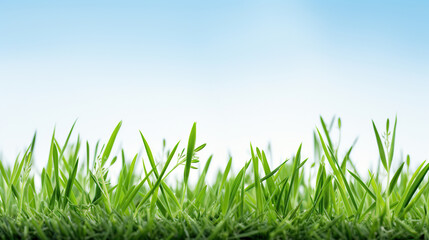 Fototapeta premium Fresh grass on white background with blue top