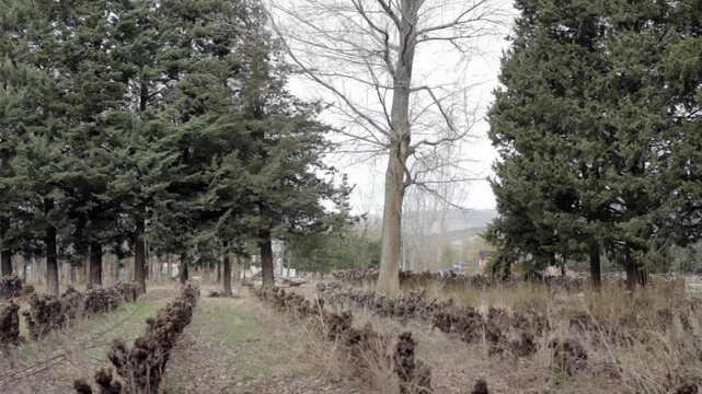 Flocks of Birds Moving Over Rural Trees Near Chos Malal, Neuquen Province, Argentina