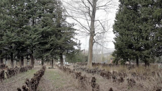 Birds Flying Across a Natural Landscape Near Chos Malal, Neuquen Province, Argentina