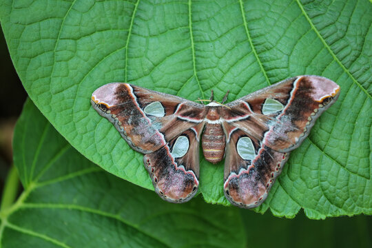 big brown moth on leaf