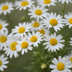 Fototapeta premium Chamomile flowers, soft focus, white