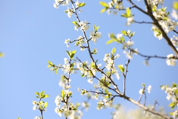 Beautiful blossoming plum tree with white flowers under blue sky, low angle view. Space for text