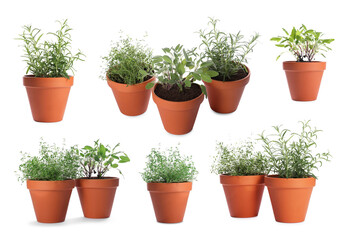 Different aromatic herbs in clay pots isolated on white, set