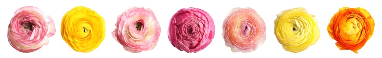Beautiful ranunculus flowers isolated on white, set