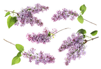Lilac branches with fragrant flowers isolated on white, set