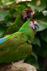 a couple of green winged macaws