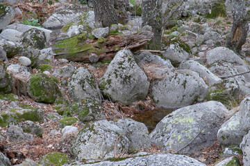 Tree trunk with stones and vegetation