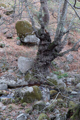 Tree trunk with stones and vegetation