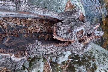 Tree trunk with stones and vegetation
