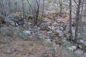 Tree trunk with stones and vegetation