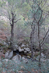 Tree trunk with stones and vegetation