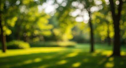Serene Green Escape: Capturing the Beauty of Nature's Harmony in a Peaceful Park Scene with Sunlight and Trees