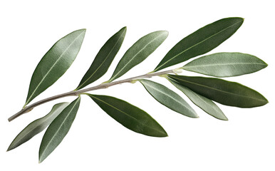 A Single Olive Branch With Green Leaves Isolated On A Transparent Background The Branch Is In Focus And The Leaves Are Slightly Blurred