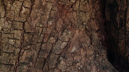 Detailed bark texture in rich brown hues, ideal for backgrounds, rustic designs, or nature-themed...