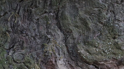 Layered bark with intricate texture and moss traces, ideal for ecology visuals or earthy texture backgrounds.