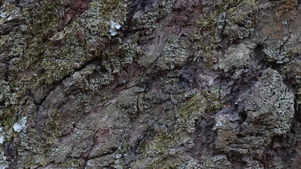 Close-up of rugged tree bark with natural moss and cracks, great for outdoor campaigns and rustic design elements.