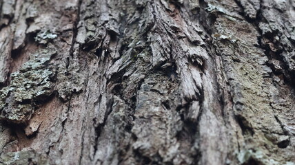old tree bark texture