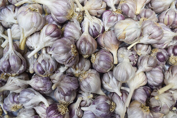Fresh Garlic in the Market