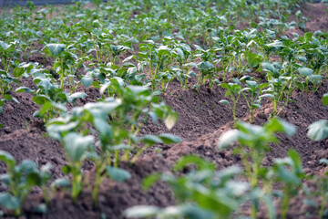 potato vines