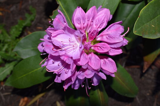 Rhododendrons Flower, Pink