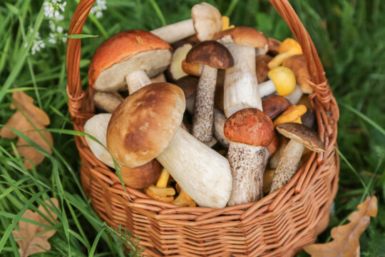 Edible wild mushrooms porcini boletus harvest in wicker basket in grass. Harvesting different mushroom in autumn fall forest close up
