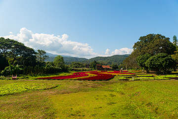 flower field in thailand