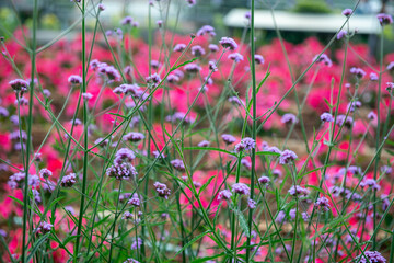 Background of Purpletop vervain | Verbena bonariensis L