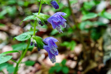 Meehania in Bloom on the Forest Floor