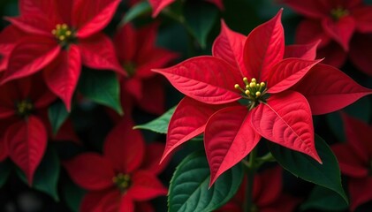 Vibrant red poinsettia blooms in full detail Perfect for holiday themes , christmas, poinsettia