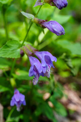 Meehania in Bloom on the Forest Floor