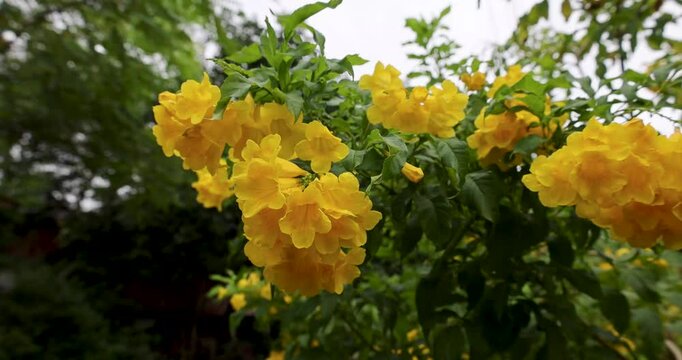 The beautiful yellow flowers of the (Yellow Elder) or Trumpet Bush, Trumpet Flower, or Urai Flower are the national flower of the Bahamas.
Shot in Myanmar with a 4K high-resolution camera.