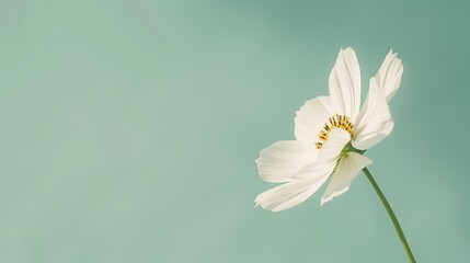 Single White Flower on a Green Background