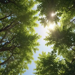 Fototapeta premium Sunlight dappled through leaves, canopy overhead, tree branches, perspective, outdoor