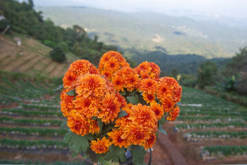 Hardy Garden Mum flowers in the mountains | Chrysanthemum