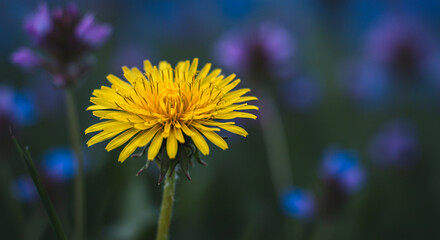 yellow dandelion flower