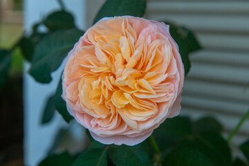 Close up of Wichura's rose | Rosa lucieae Franch
