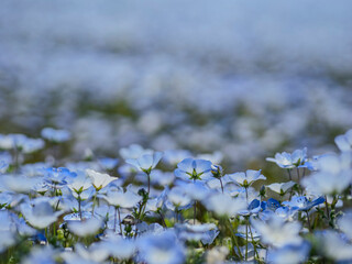 青いネモフィラが満開