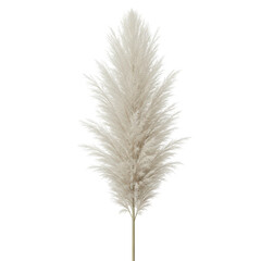 Pampas Grass Plume: Neutral Elegance on Transparent Background