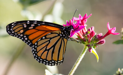 A magnificent monarch butterfly with orange wings feeding in a pink flower in the garden.  