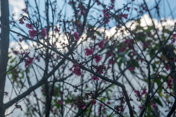 Flowers of Formosan cherry | Prunus campanulata Maxim
