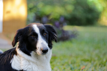 border collie