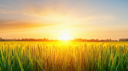Serene field of wheat bathed in golden light during sunset, offering a picturesque view of nature's beauty